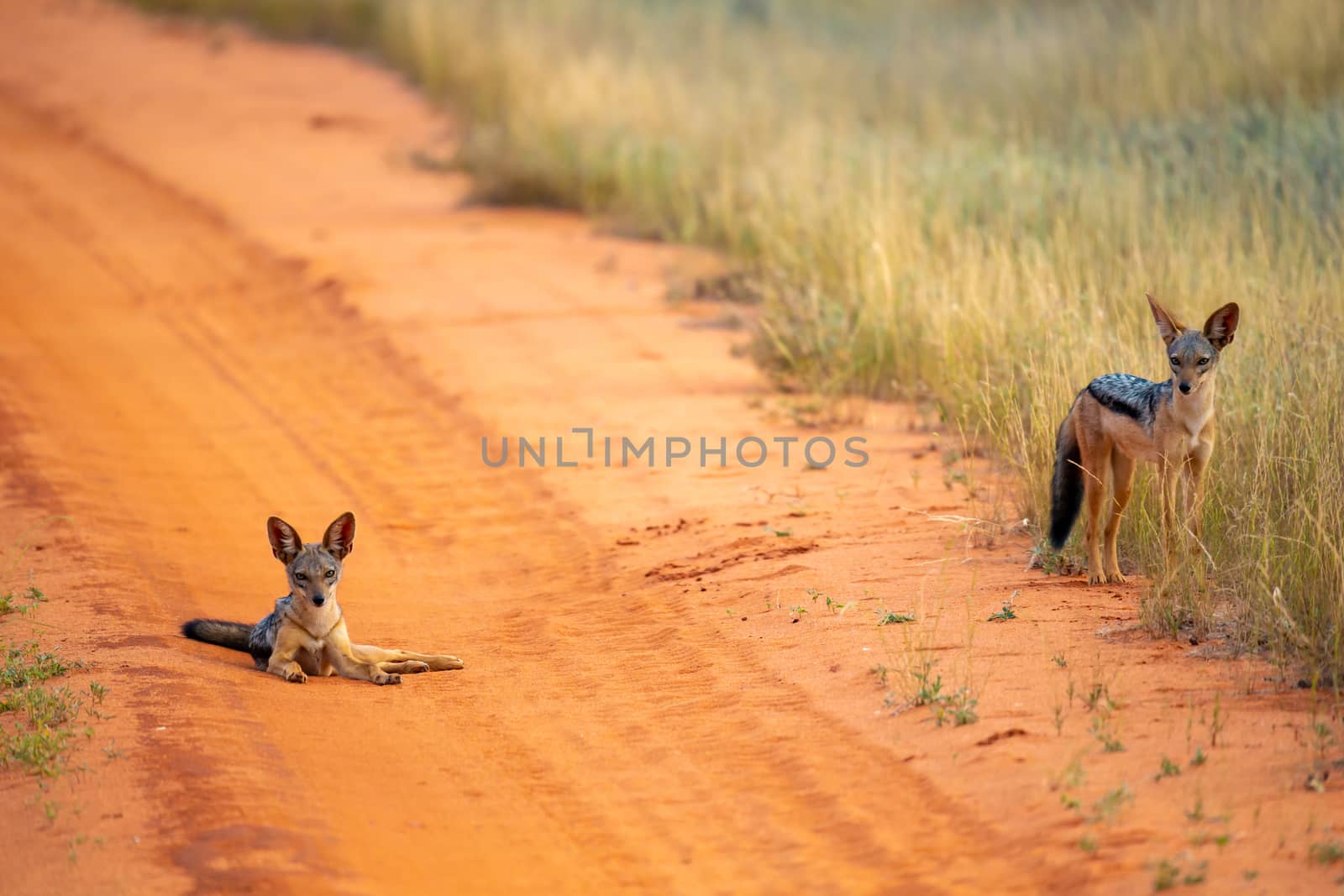 Jackal on the road in the savannah are posing and watching