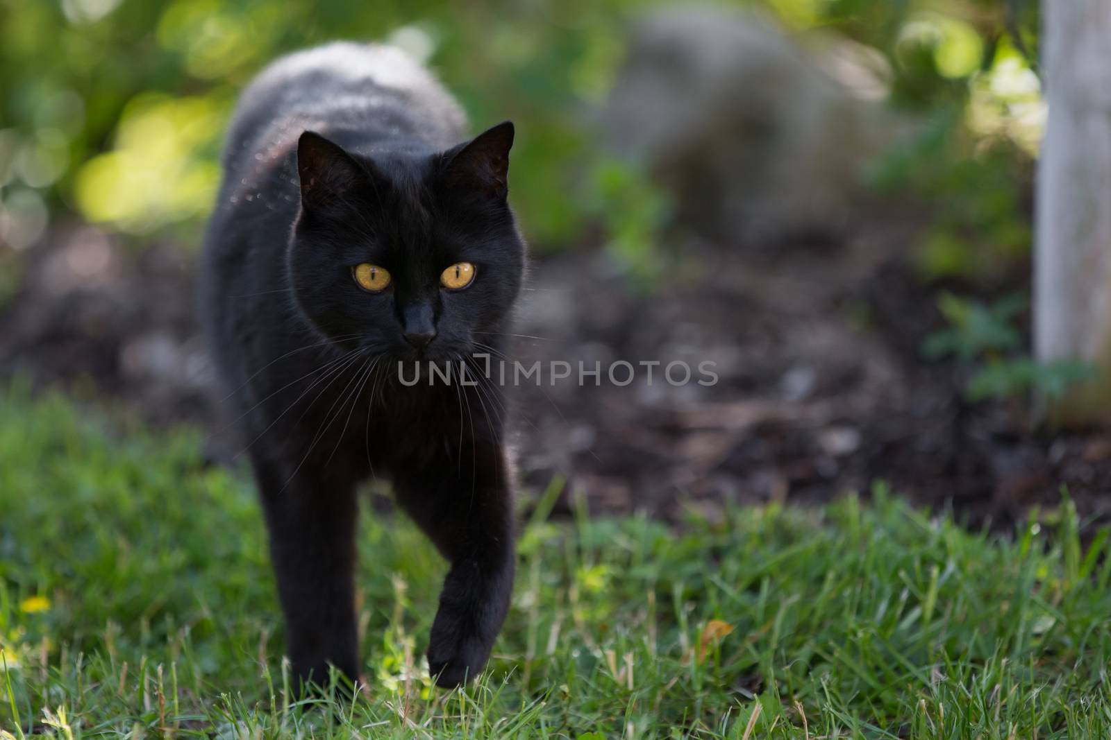 A black cat is walking throught the grass