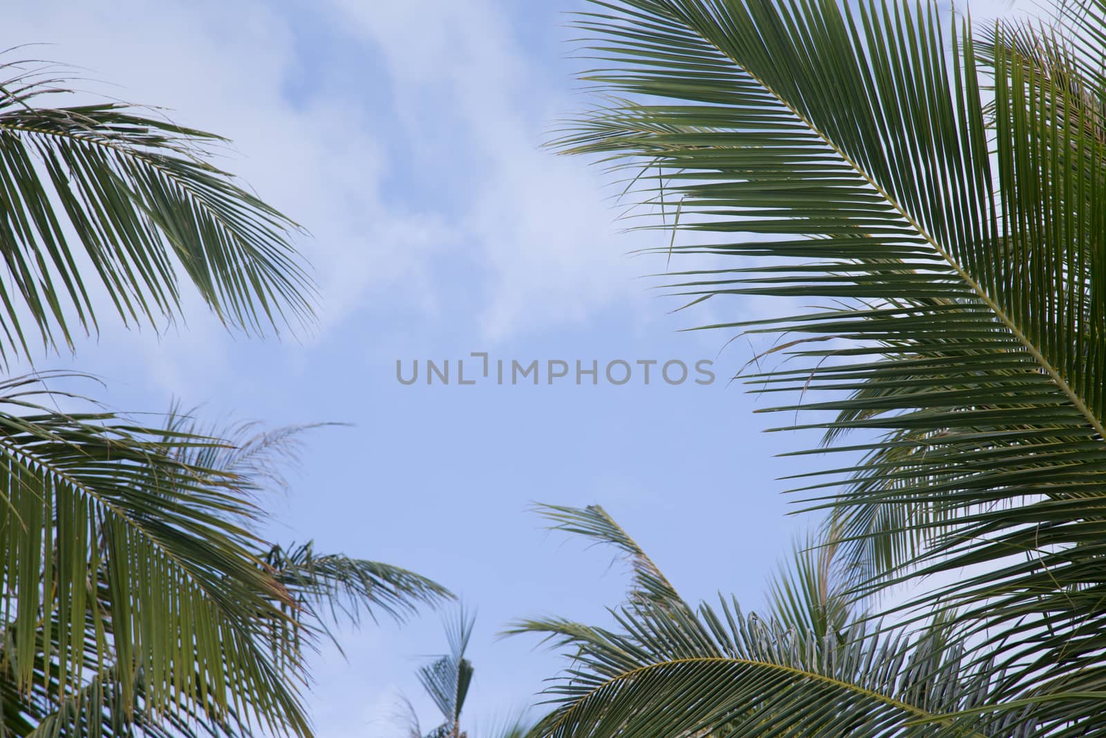 Blue sky with a frame from leaves of a palm