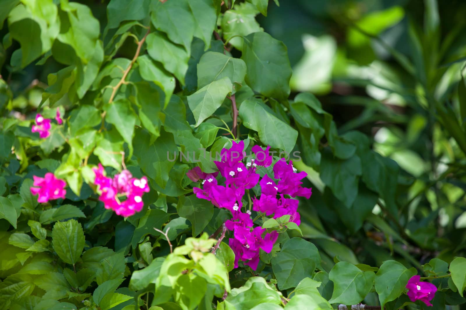 Colorful exotic flowers on trees with green leaves