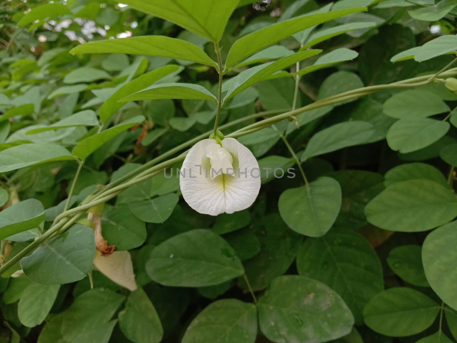 white colored flower with green tree on garden