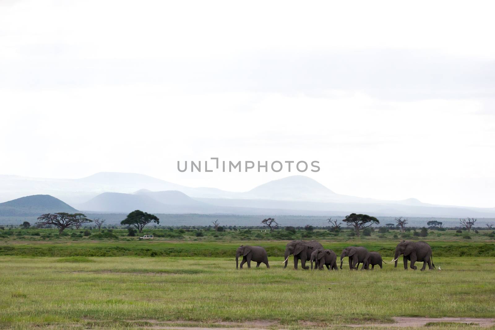 Family of elephants is walking in the national park