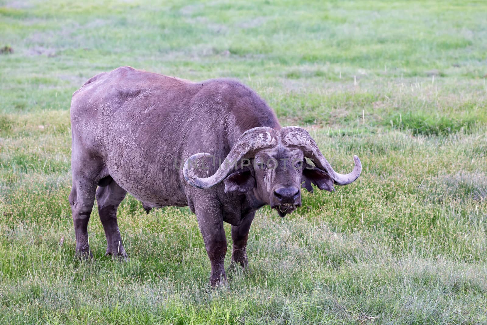 A big buffalo in the grassland of the savannah