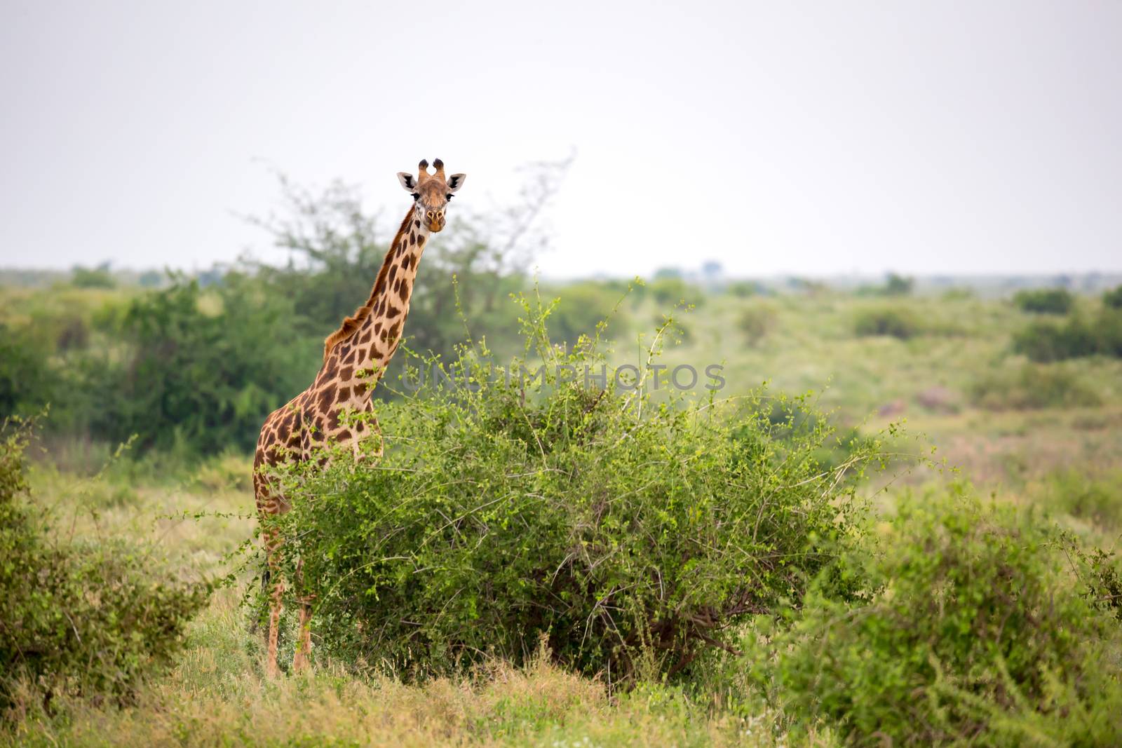 Giraffe is standing between the bush and trees in the savannah of Kenya