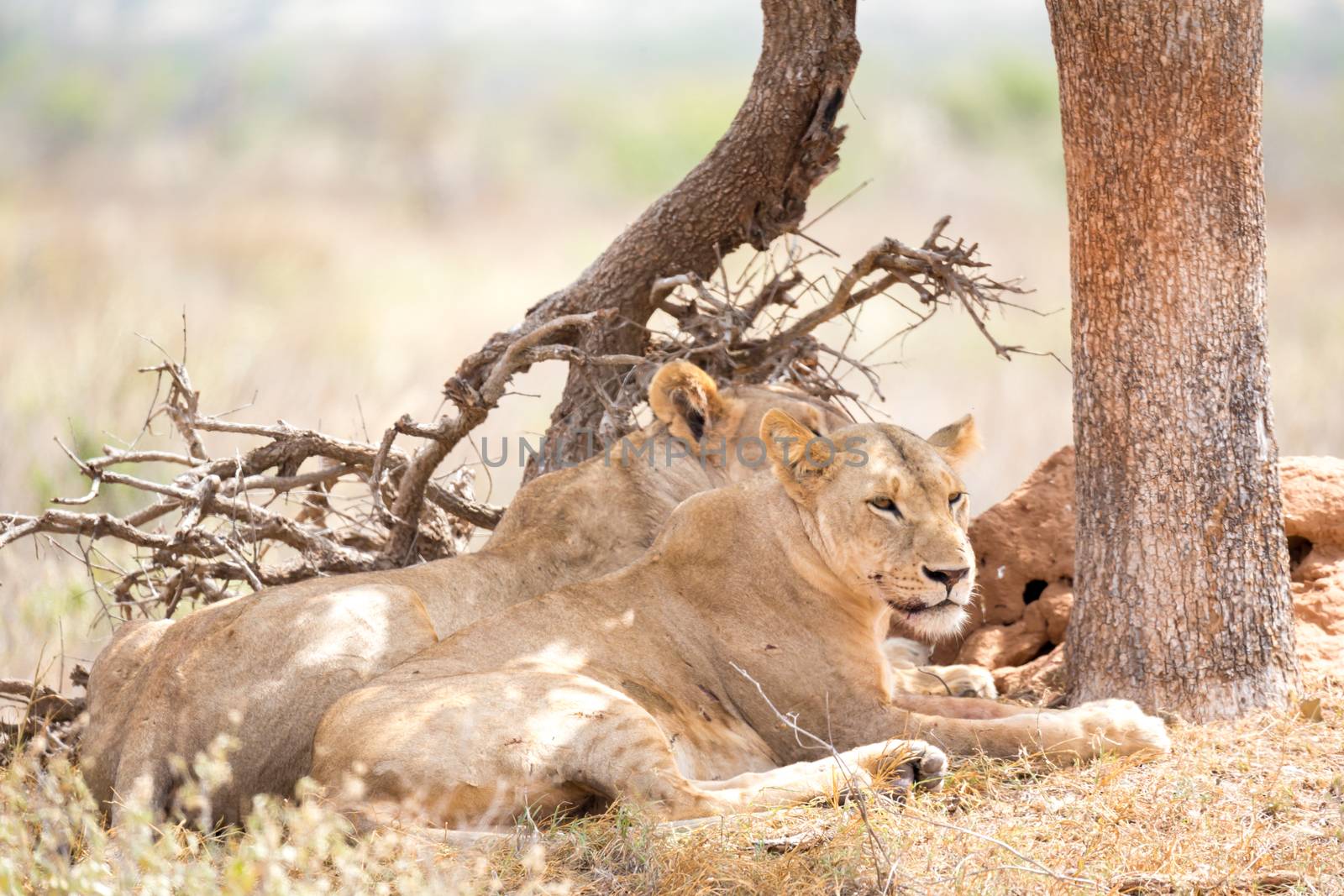 Some lions rest in the shade of a tree