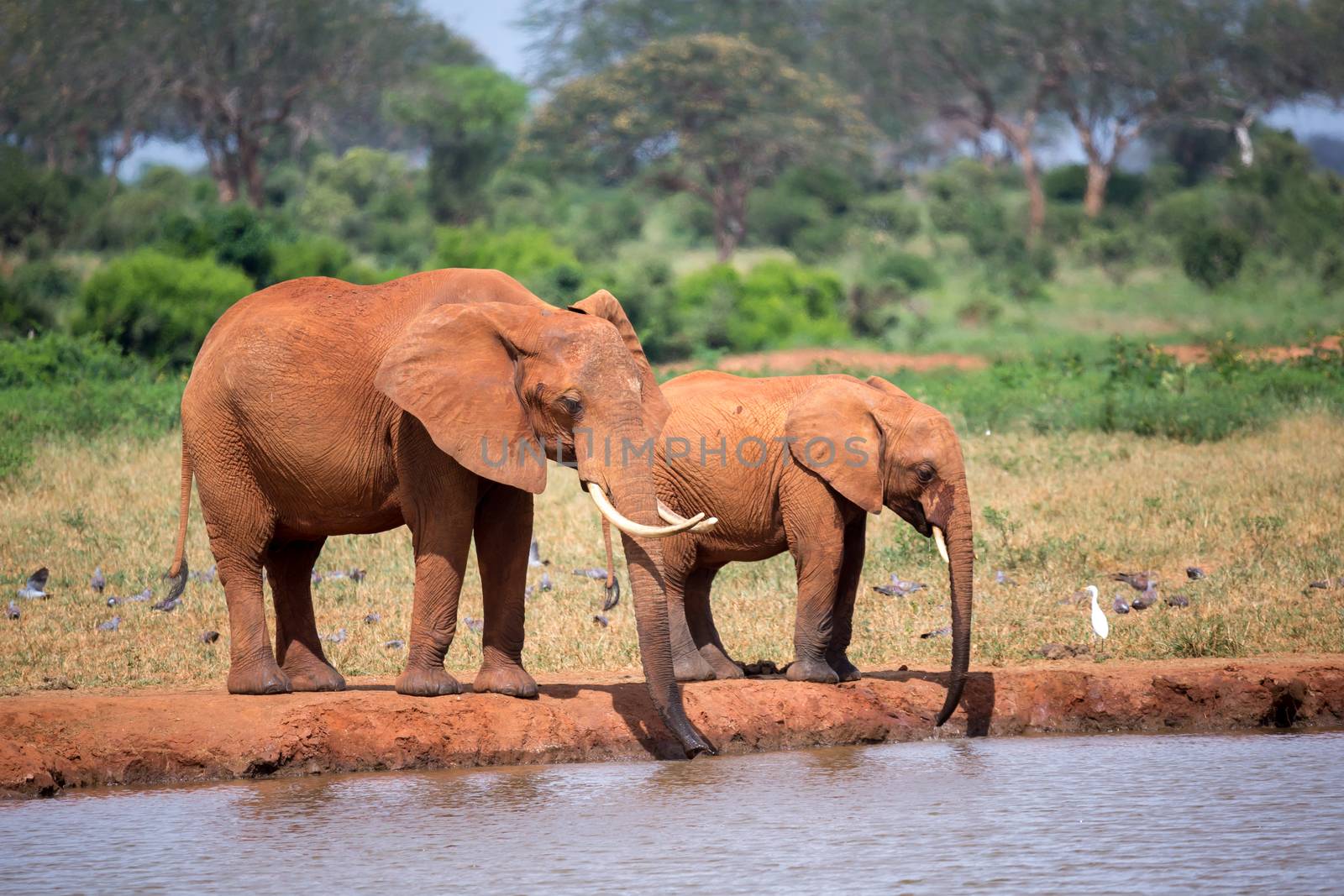 A elephants family drinking water from the waterhole