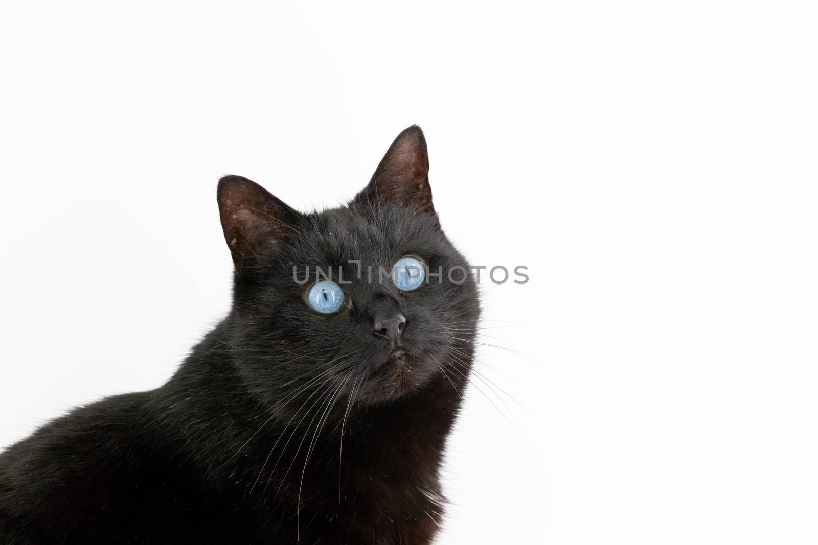 Beautiful black cat poses on a white background