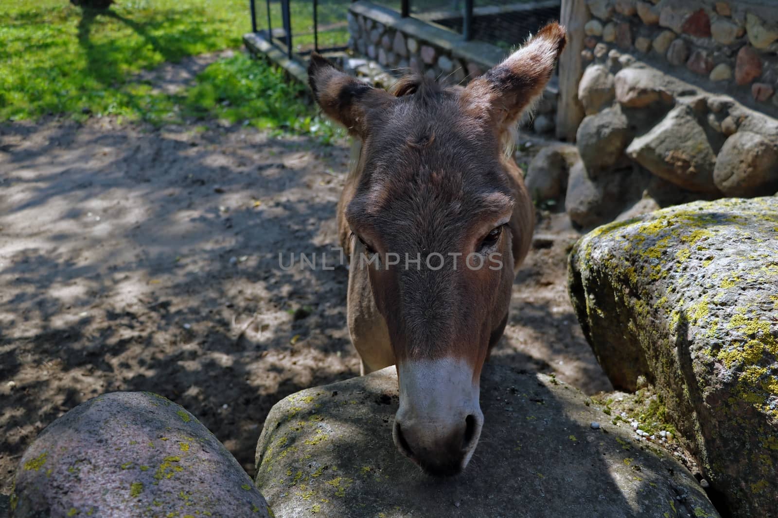 The donkey laid its head on a stone on a sunny day. Hiding in the shade from the sun