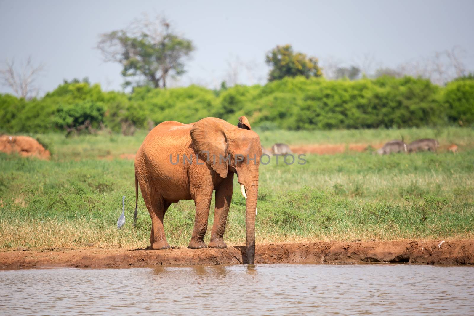 A red elephant is drinking water from the waterhole