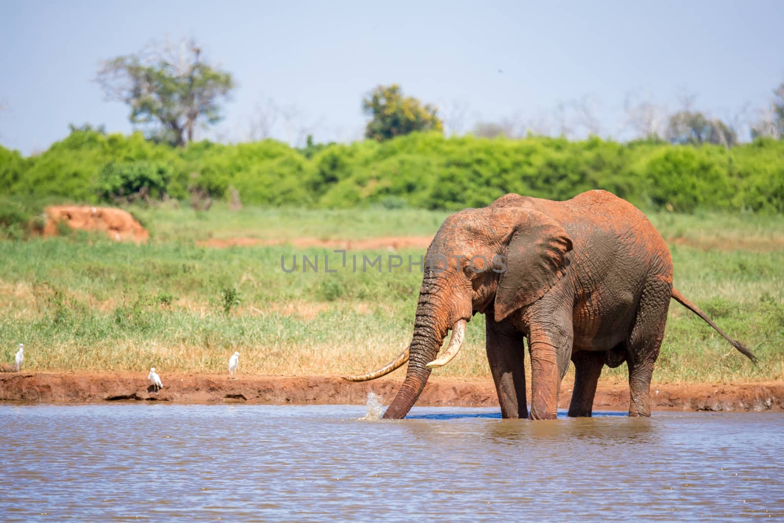 Elephant on the waterhole in the savannah of Kenya