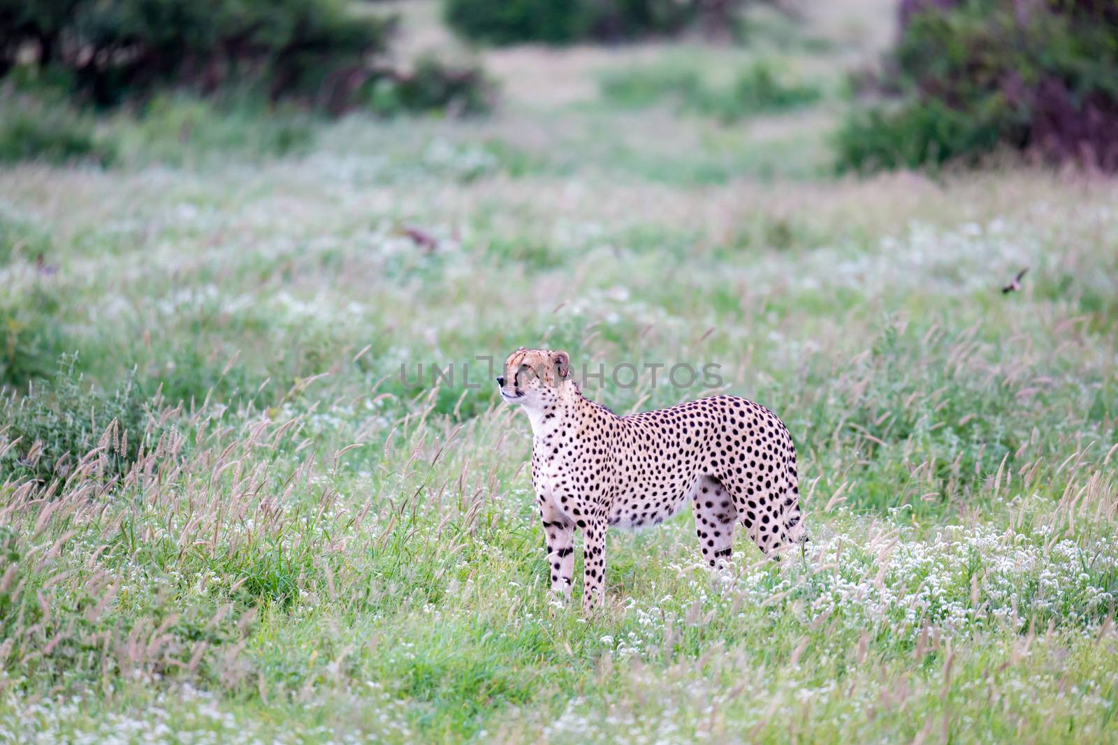 A cheetah in the grassland in the savannah of Kenya