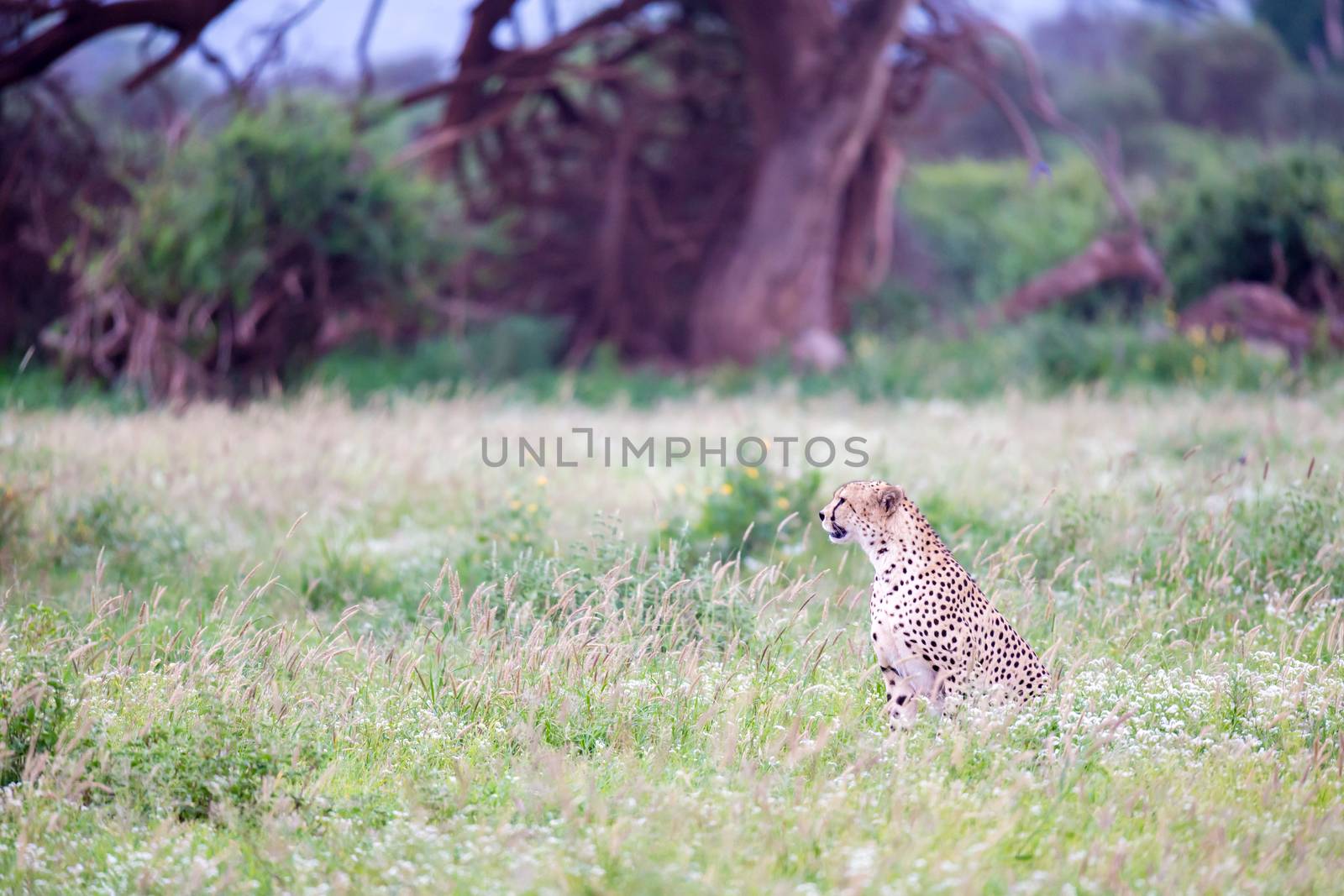 A cheetah in the grassland in the savannah of Kenya