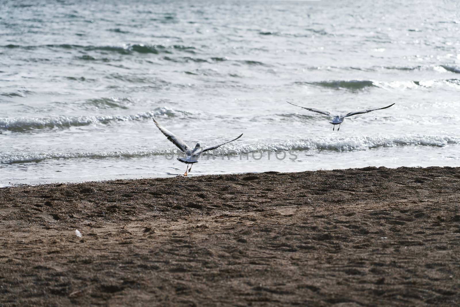 Sea birds fly together along the lakeside. by vinkfan