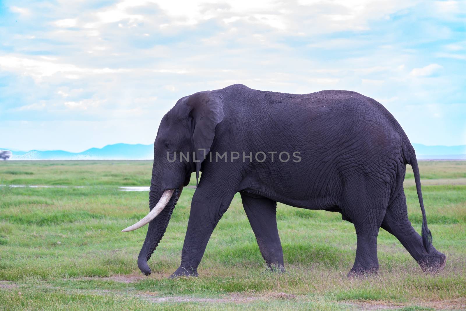 An elephant in the savannah of a national park in Kenya