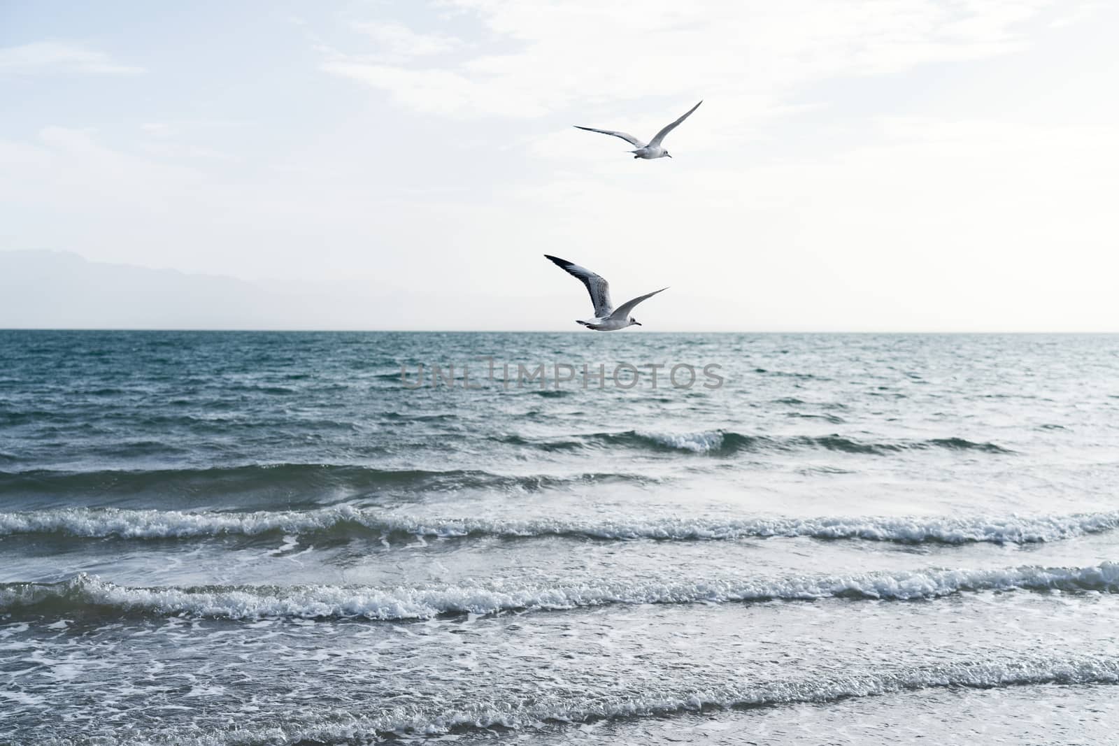 Sea birds fly together along the lakeside. by vinkfan