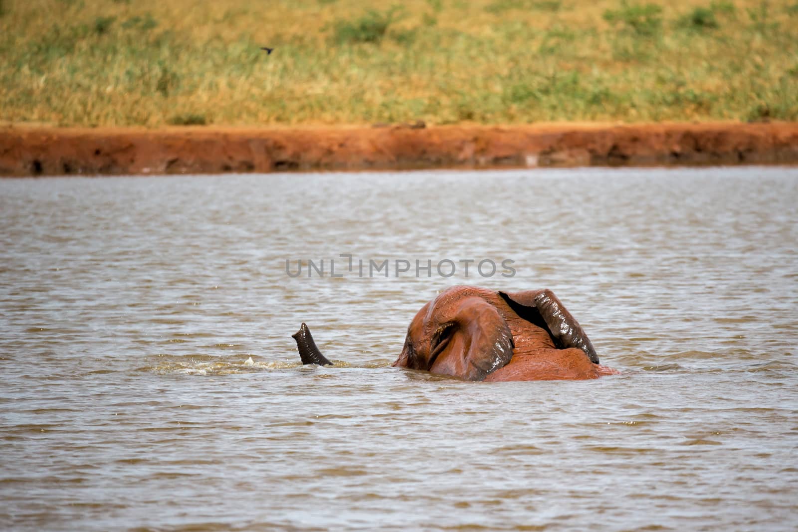 One big red elephant take a bath in the waterhole