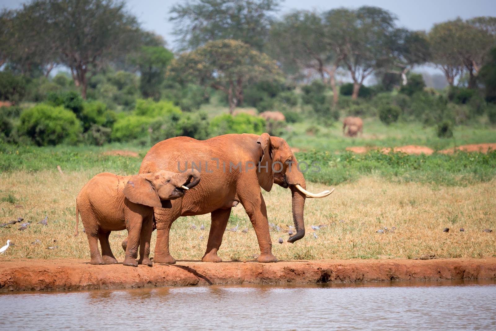 A elephants family drinking water from the waterhole