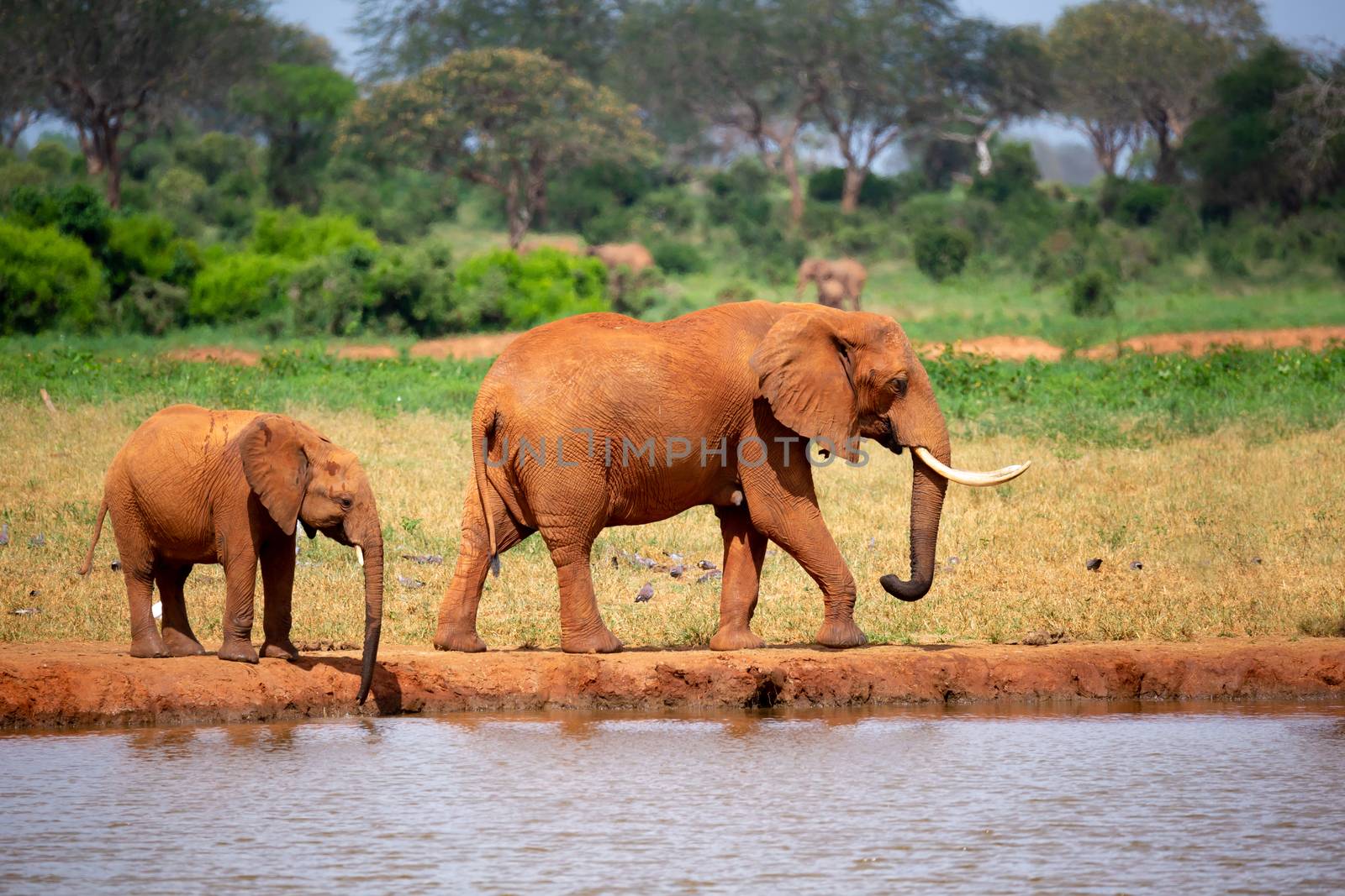 Some elephants are on the waterhole in the savannah