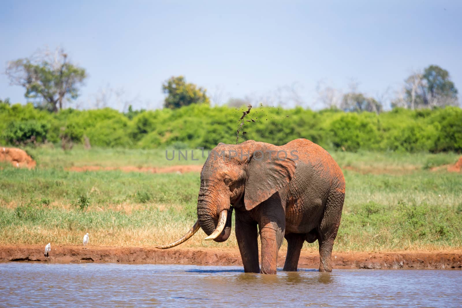 Elephant on the waterhole in the savannah of Kenya