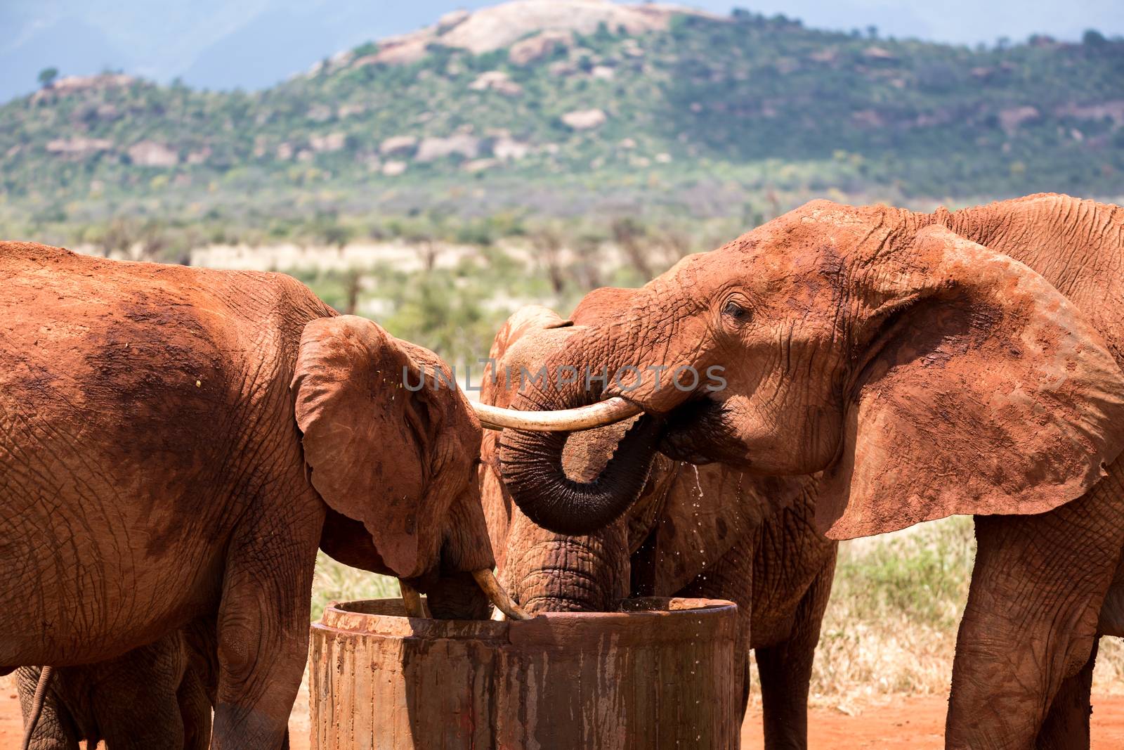 Some elephants drink water from a water tank