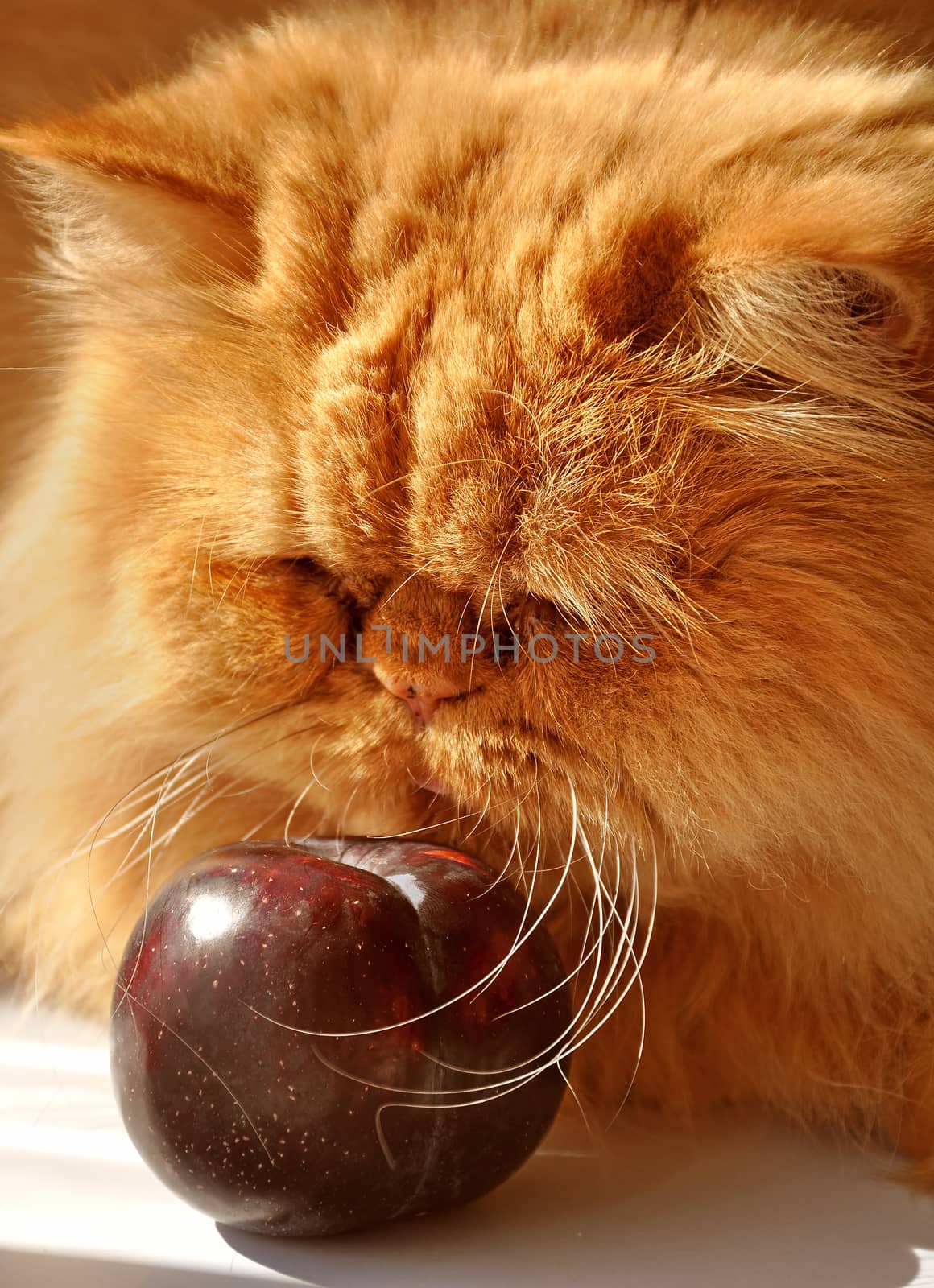 Red fluffy fat Persian cat and plum on the white table