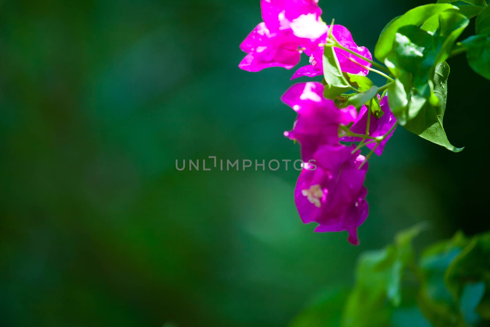 Colorful exotic flowers on trees with green leaves