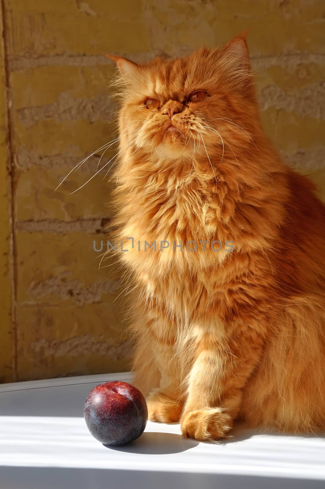 Red fluffy Persian cat and plum on the white table by infinityyy