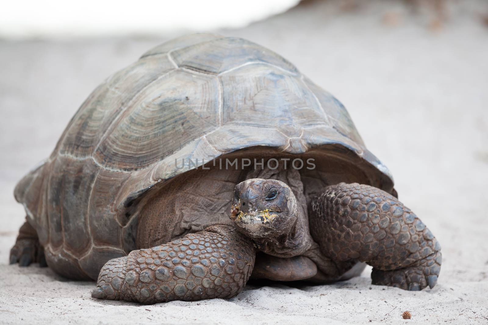 A big turtle on the beach on the Seychelles