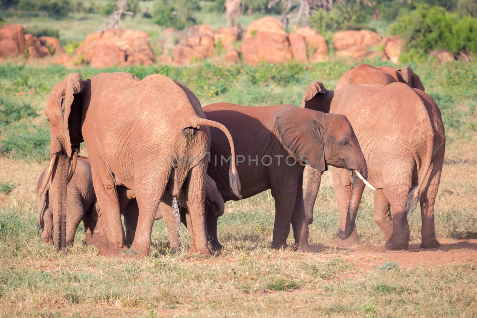 The large family of red elephants on their way through the Kenyan savanna