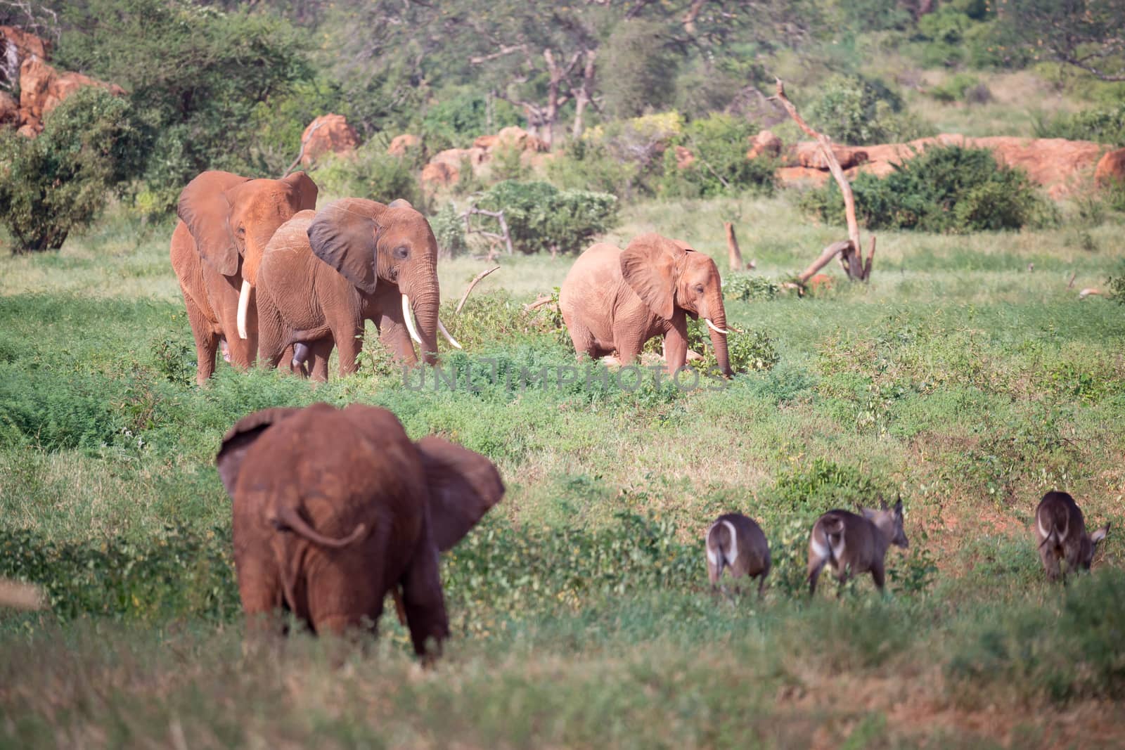 The large family of red elephants on their way through the Kenyan savanna