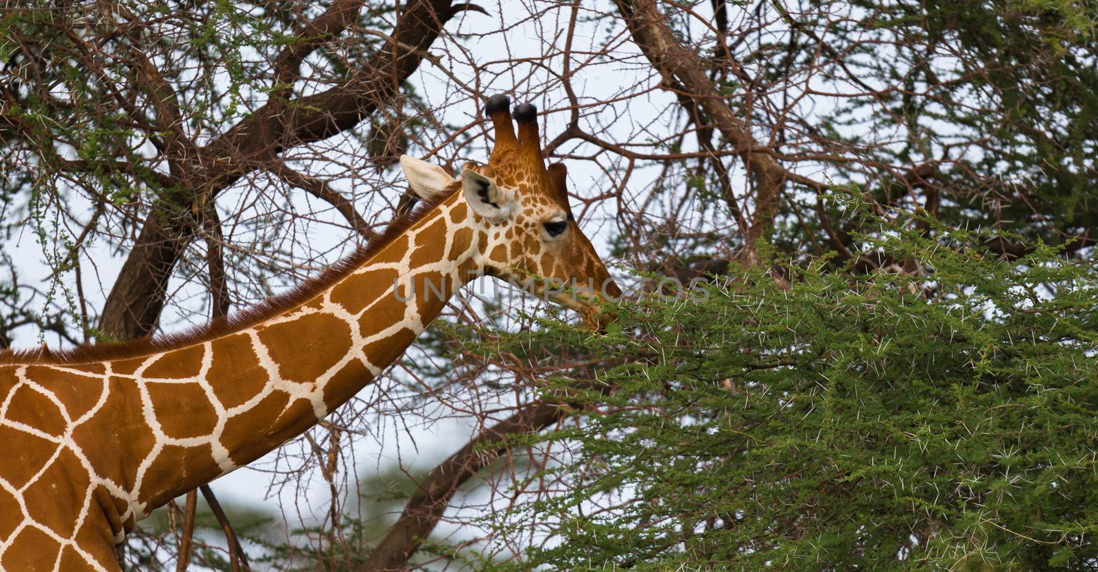 One giraffe eats the leaves of the acacia tree