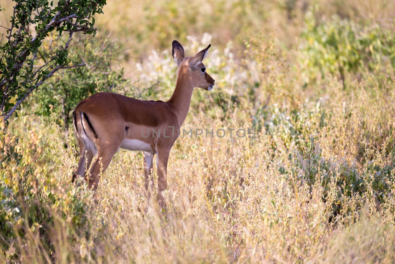 Some native antelopes in the grassland of the Kenyan savannah