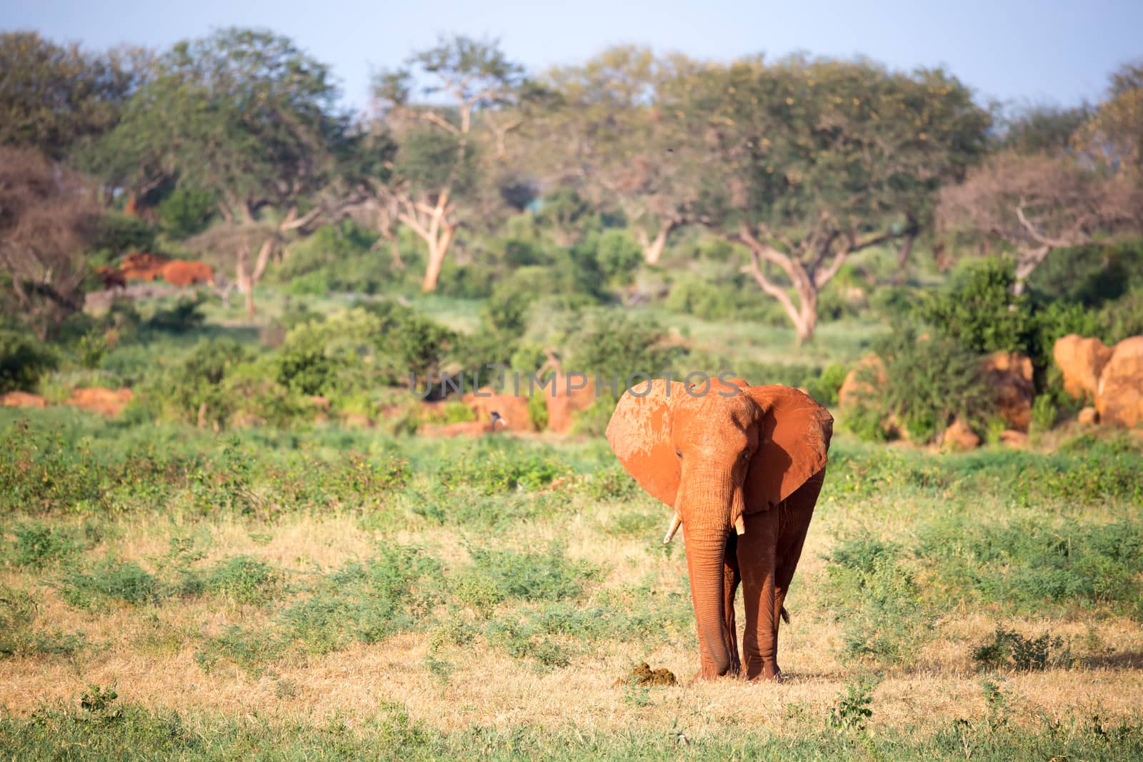 One big red elephant walks through the savannah between many plants