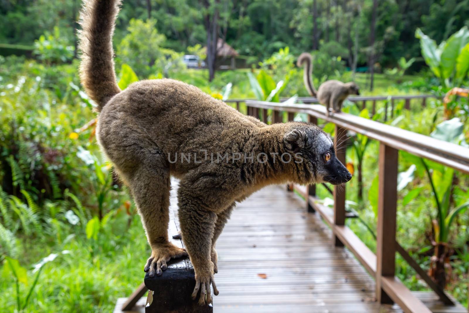 The lemur runs on a handrail from a wooden bridge