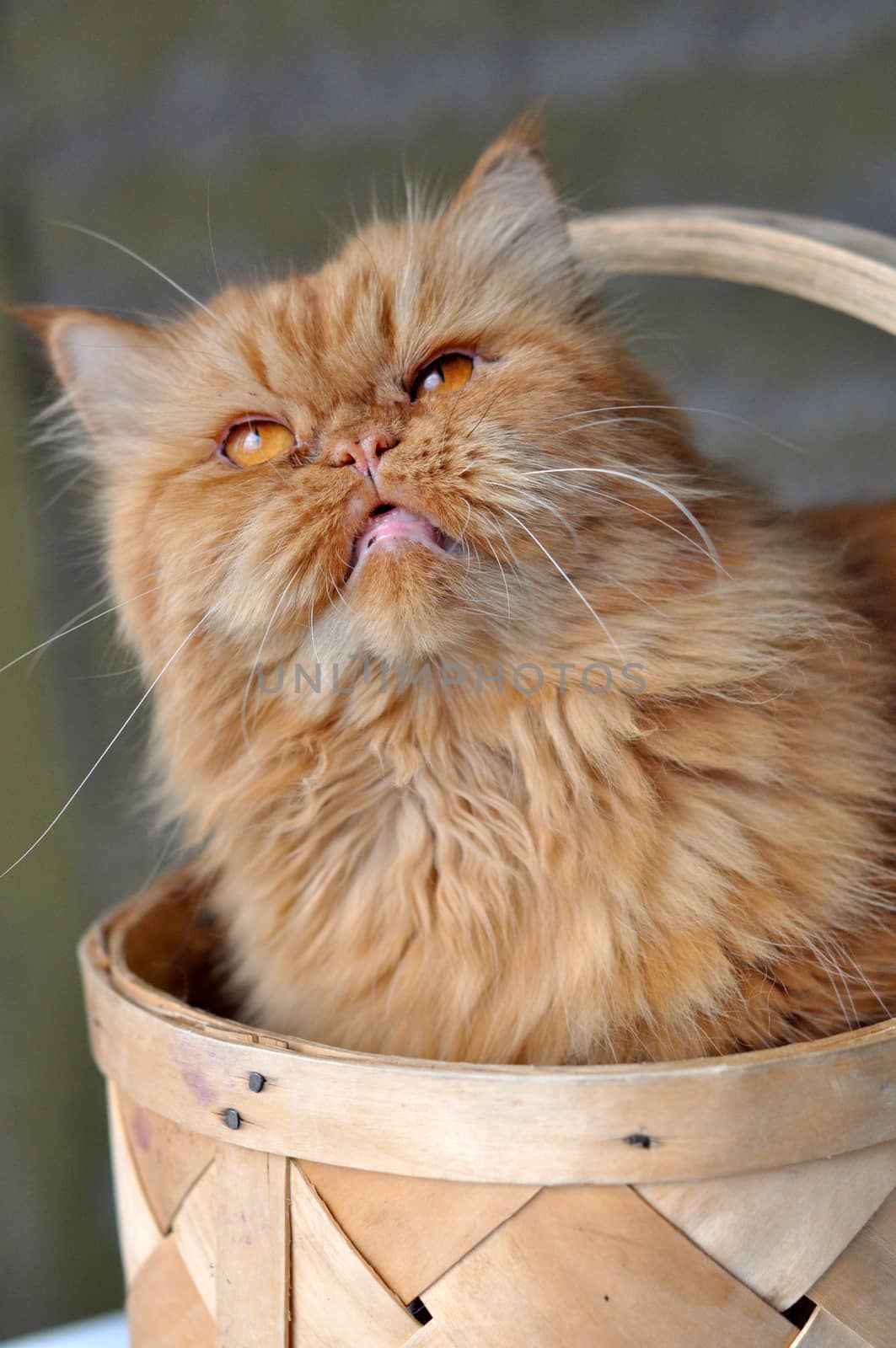 Adorable red domectic cat sitting in a wicker basket by infinityyy
