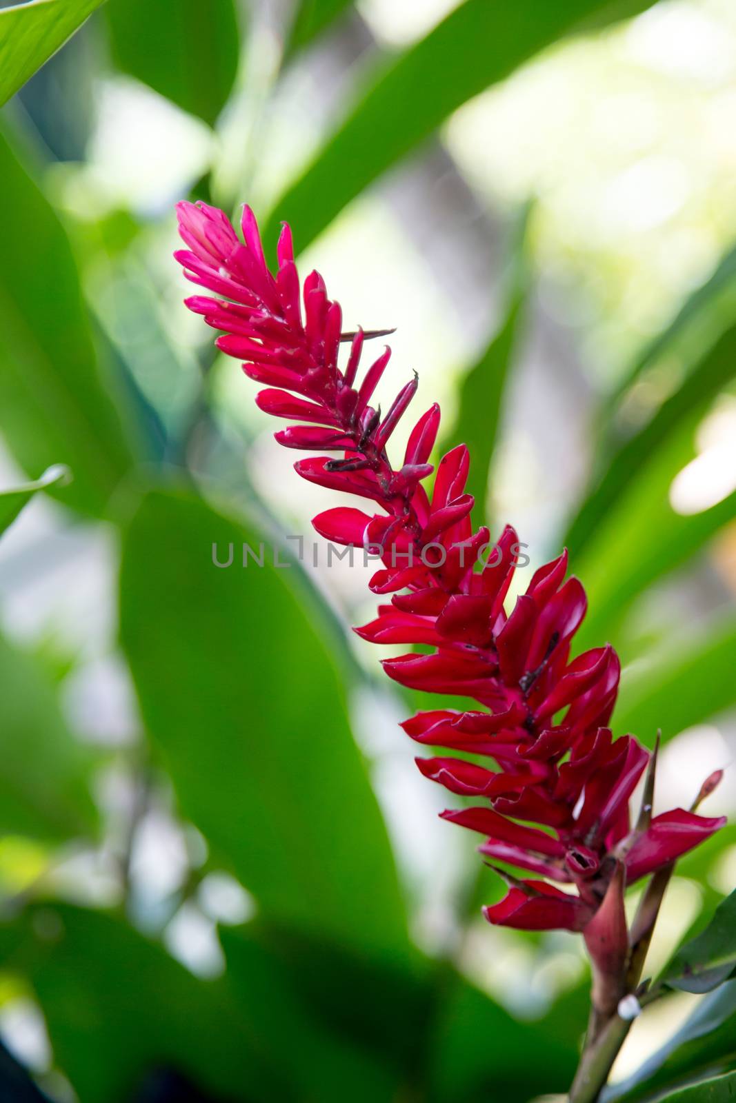 Red exotic flower with a lot of green leaves