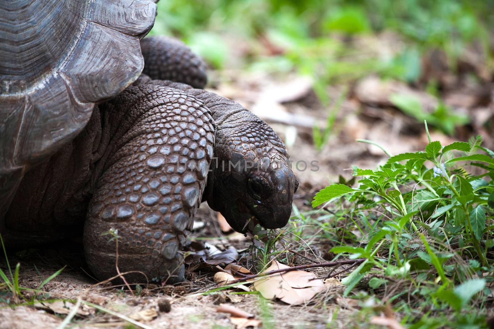 A big turtle between the gras