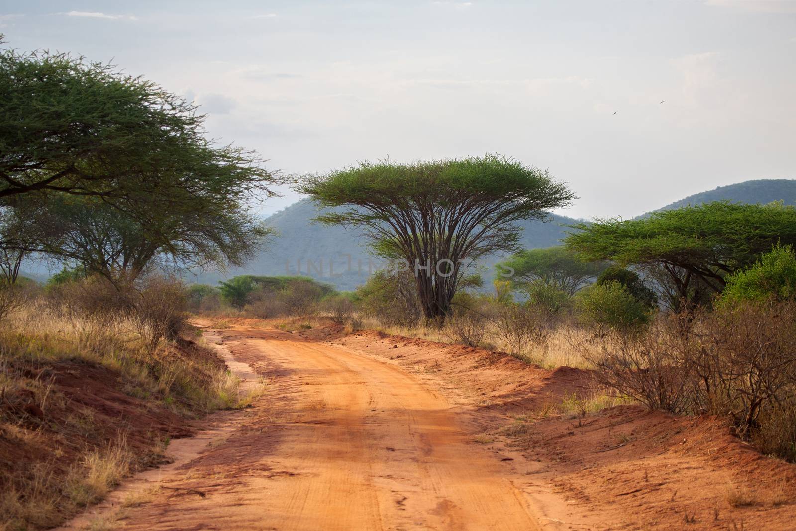 Road in the savannah of Kenya with big trees and mountains, baobab