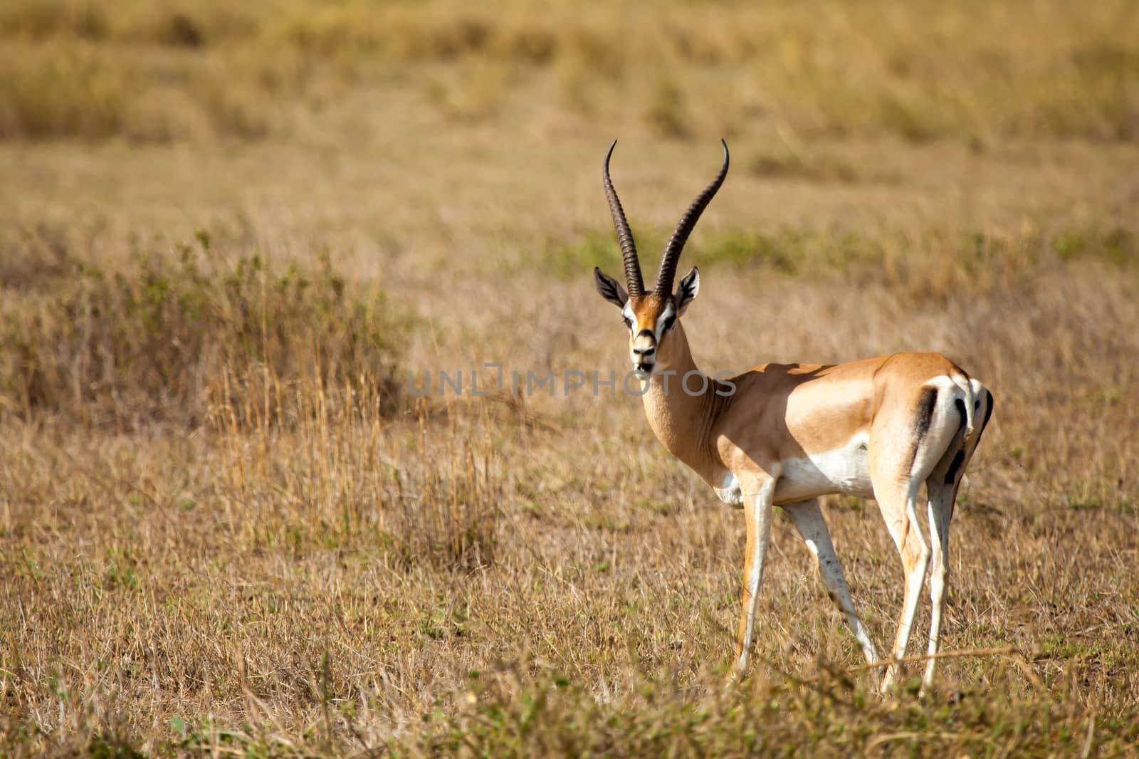 Antelope is standing in the savannah of Kenya, impala is watching