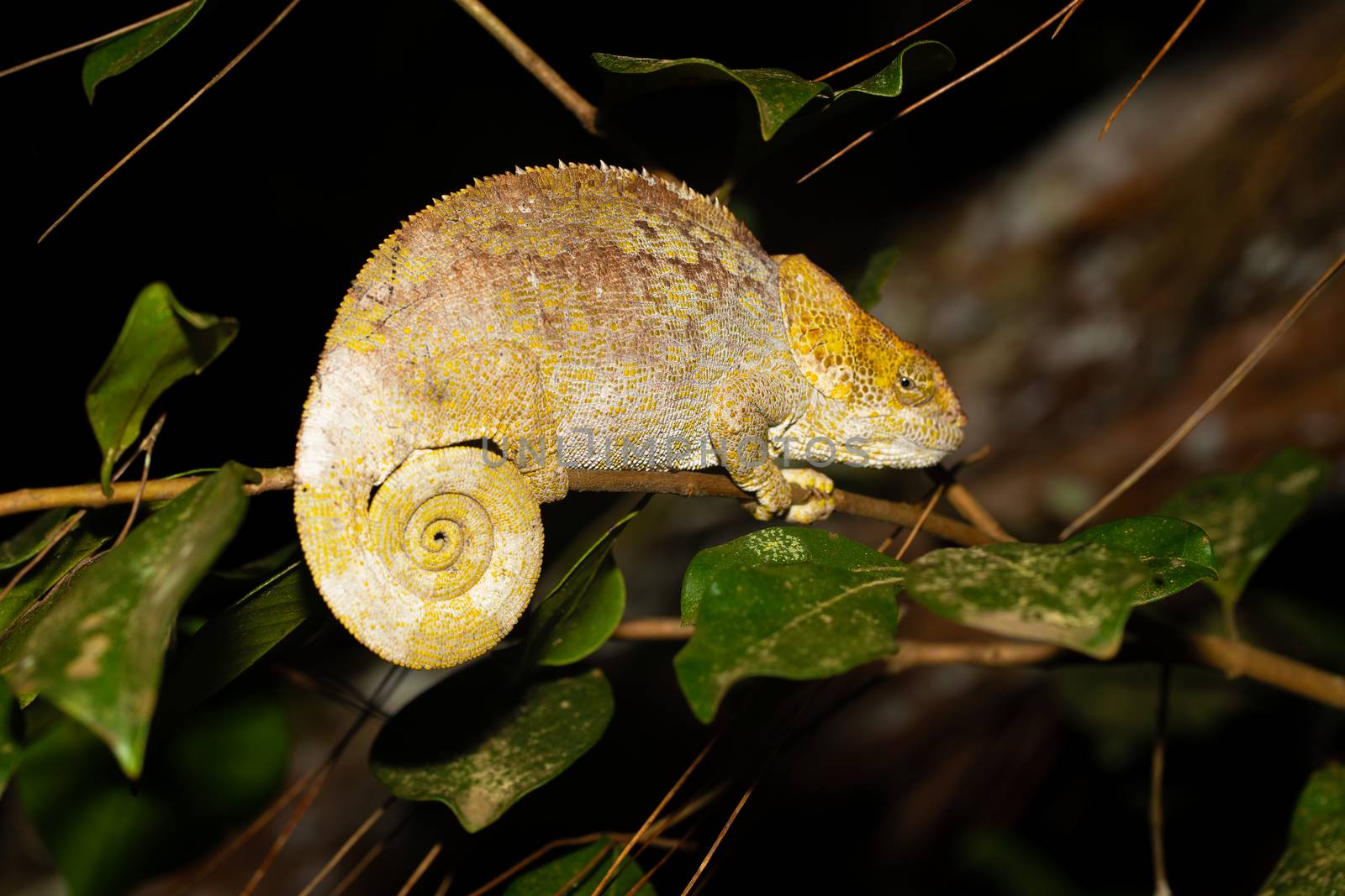One chameleon on a branch with green leaves