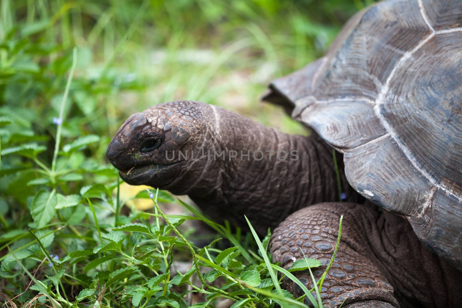 A big turtle between the gras