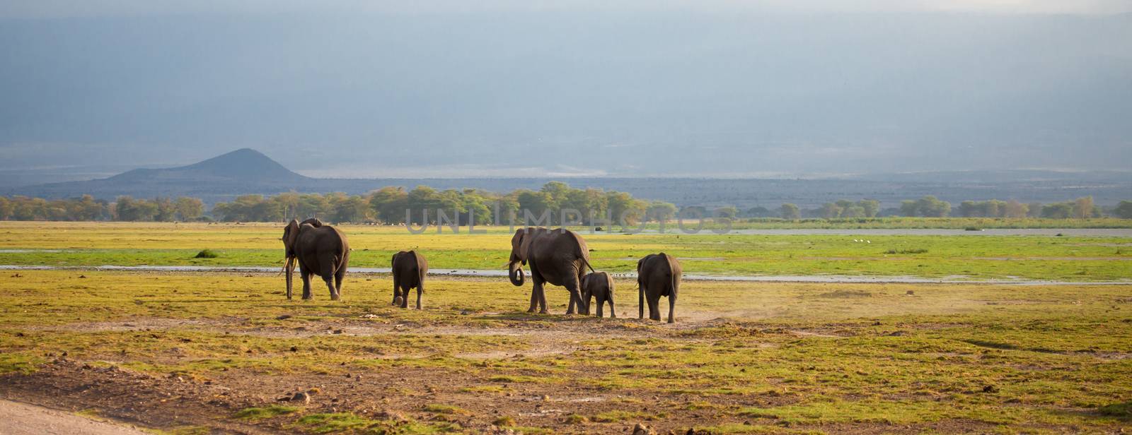 Elephant family is walking in the savannah in Kenya, on safari by 25ehaag6