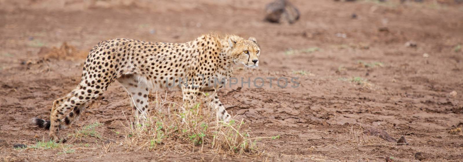 a gepard is walking in the savannah by 25ehaag6