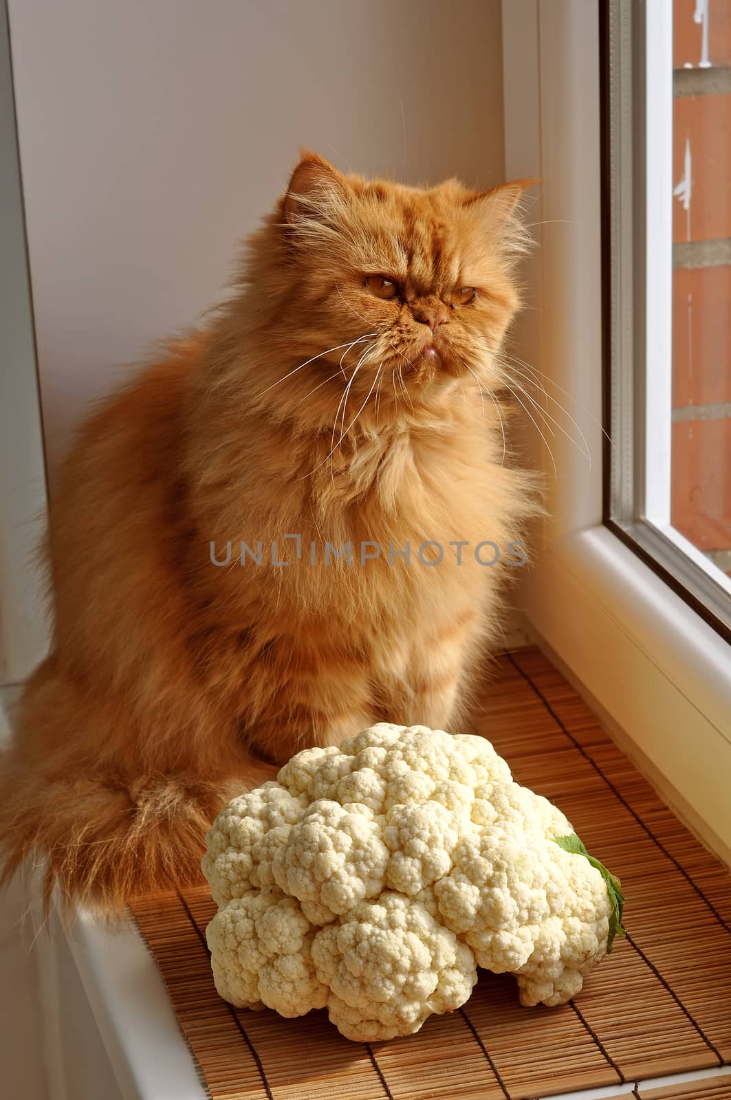 Red cat sitting near the cauliflower and looks out by infinityyy