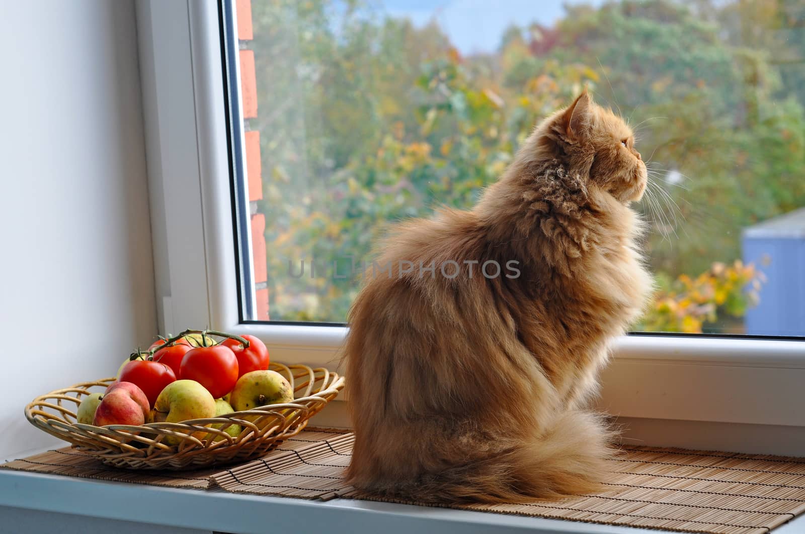 Red cat with apples and tomatoes looks out window by infinityyy