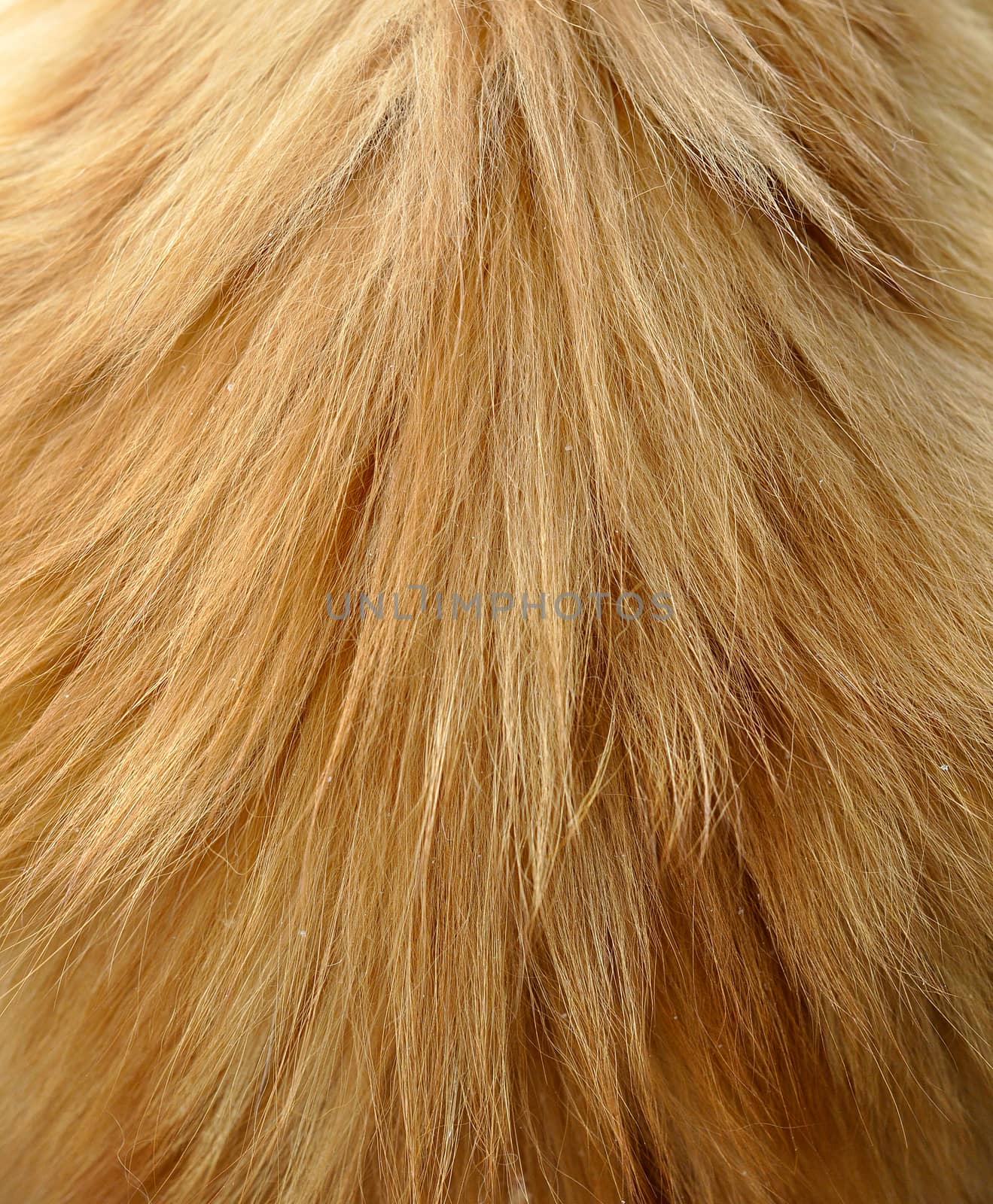 Long hair ginger cat fur background or texture. by infinityyy