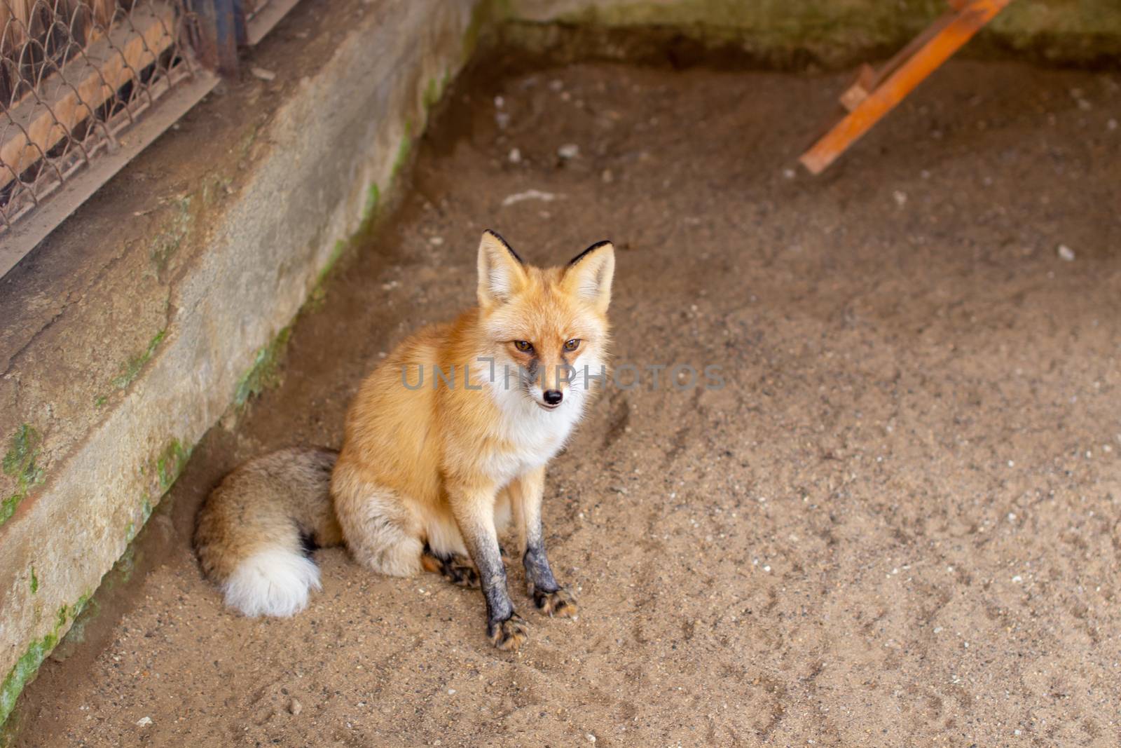 Wild red Fox sitting in a cage at the zoo. High quality photo