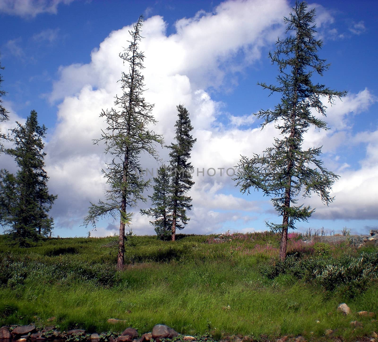 Blue sky with clouds over the taiga. The nature of the Russian north.