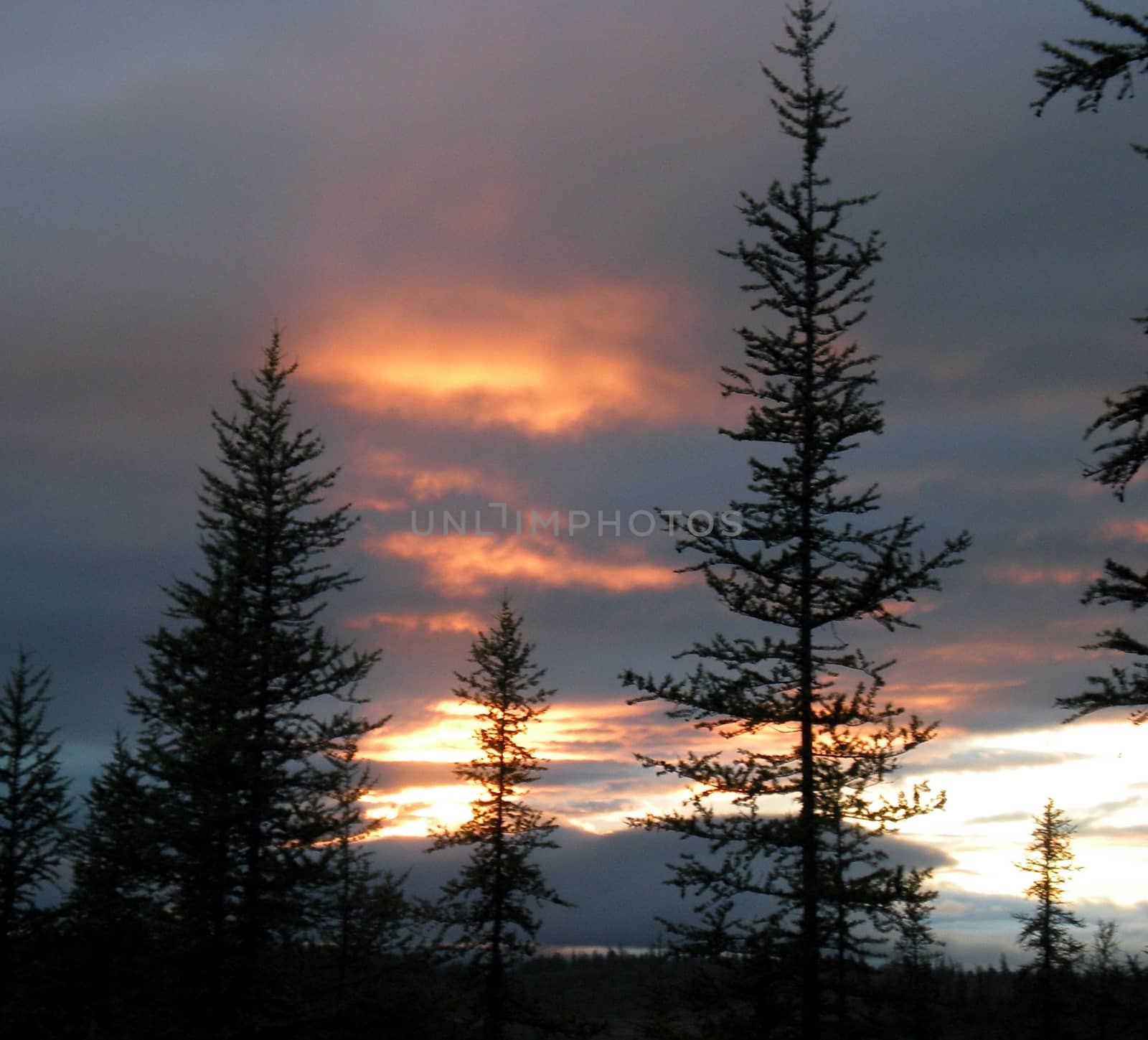 Blue sky with clouds over the taiga. The nature of the Russian north.