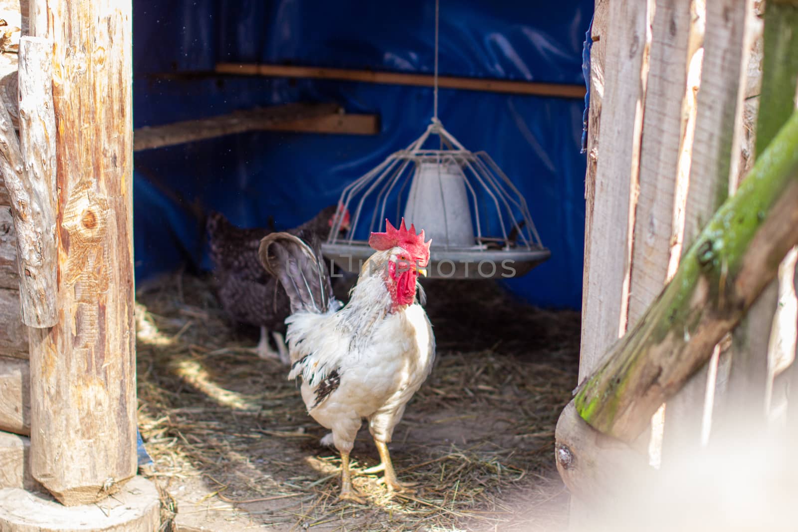 A white rooster with a red crest in a wooden pen. Breeding chickens. Homemaking. 